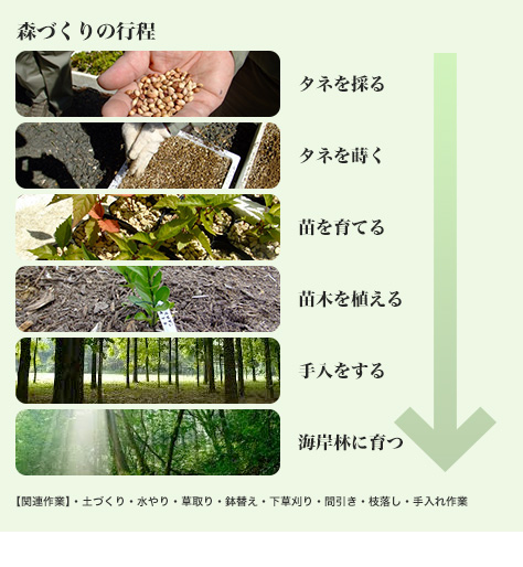 森づくりの行程